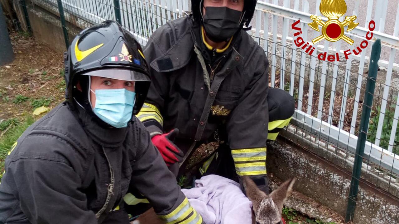 Immagine per Incastra la testa nel portone, capriolo salvato nella notte a Gorizia